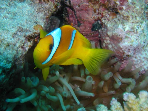 clownfish 2.jpg